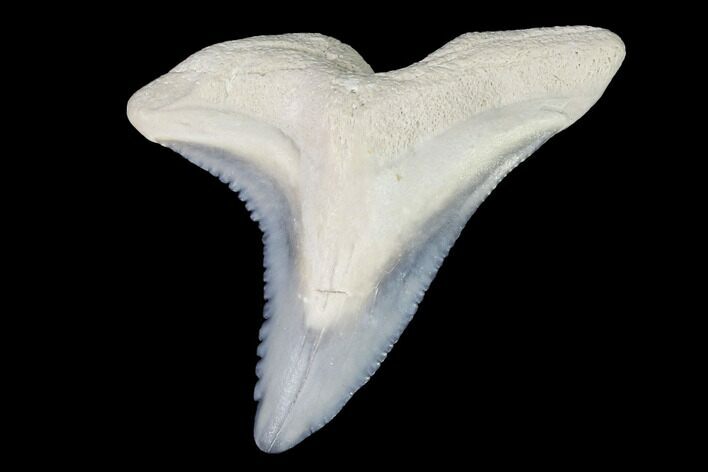 Hemipristis Fossil Shark Tooth - Bone Valley #99814